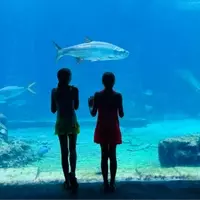 Unforgettable Aquatic Adventure: Marine Life Camping at Atlantis Paradise Island