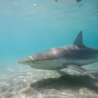 Human Interaction Led to Fatal Shark Attack: New Study Reveals