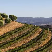 Los Olivos: A Hidden Gem in California's Wine Country