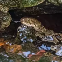 Navigating Maine's Aquatic Wilderness: A Guide to Coexisting with Local Wildlife