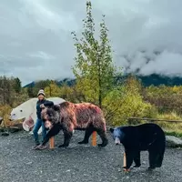 Unforgettable Bear Encounters: Alaska's Premier Viewing Destinations