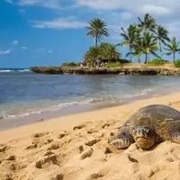 Discovering Haleiwa: Oahu's Hidden Gem for Adventure and Relaxation