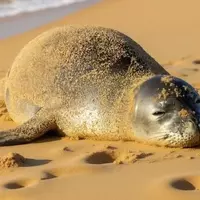 Unexpected Roommates: Wild Animal Encounters in Tourist Accommodations