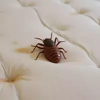 Unmasking Hidden Infestations: The Olfactory Clue to Bed Bugs in Hotel Rooms