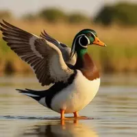 McFaddin National Wildlife Refuge: A Coastal Texas Treasure