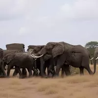 Beyond the Big Five: The Rise of Specialized Wildlife Expeditions