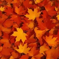 Discover Water Mill: A Secluded Autumn Gem in New York