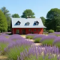 Wilderbee Farm: A Serene Escape Near Seattle Offering Mead, Flowers, and Farm Delights