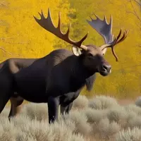 Autumnal Splendor in Grand Teton National Park