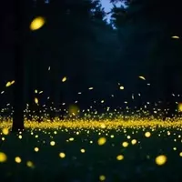 Cook Forest State Park: A Magical Woodland Escape in Pennsylvania