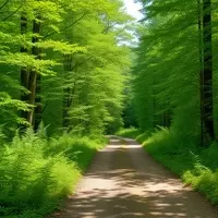 Discovering Vermont's Verdant Wilderness: A Journey Through C.C. Putnam State Forest