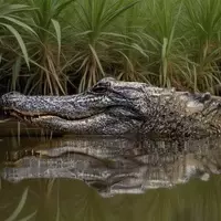 Creole Nature Trail: Louisiana's Wild Wetlands Journey