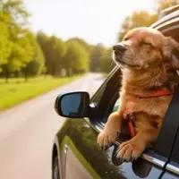 The Essential Canine Travel Safety Kit for Adventurous Pet Parents