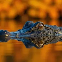 St. Tammany Parish: Louisiana's Unexpected Autumn Gem