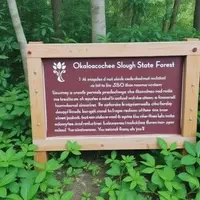 Discovering Okaloacoochee Slough: Florida's Untamed Natural Haven