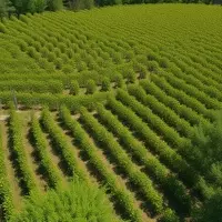 Kelseyville: Northern California's Hidden Gem for Wine, Culture, and Recreation