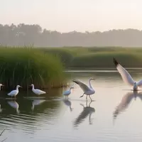 Bear Island Wildlife Management Area: A Birder's Paradise in South Carolina