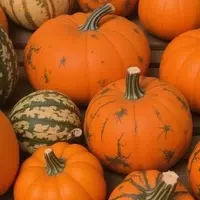 Fletcher Farm: A Premier Autumn Destination in Massachusetts