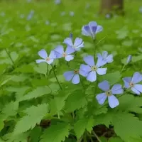 Starved Rock State Park: A Midwest Gem for Nature Enthusiasts
