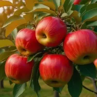 Experience Autumn Delights: Anderson Orchard's Apple and Pumpkin Harvest