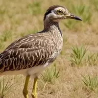 Rare Bird Sighting Draws Enthusiasts to Texas After Six-Decade Absence