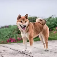 Understanding the Nuances of the First Dogecoin ETF Launch