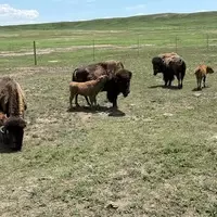 Experience the Wild West in Cheyenne, Wyoming