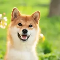 Dogecoin: An Analysis of its Investment Potential