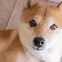 Dogecoin's Future: A Potential Leap Towards Smart Contracts