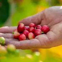 Experience Authentic Hawaii: Discover Wahiawa, Oahu's Hidden Gem for Coffee and Culture