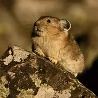 Encounters with Enchanting Wildlife at Yellowstone National Park