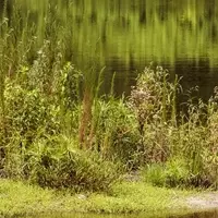 Discover Moccasin Lake Nature Park: A Hidden Gem in Clearwater, Florida