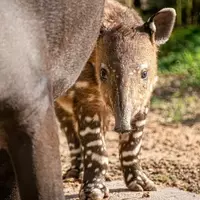 Houston Zoo Welcomes Newest Animal Residents Amidst Growing Wildlife Tourism Trend