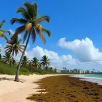 Puerto Rico's Enhanced Efforts Against Sargassum Influxes