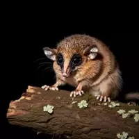 New Marsupial Species Discovered in Peruvian Andes
