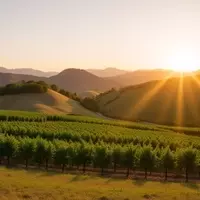 Paso Robles' Hidden Jazz Gem: A Small Town's Big Sound