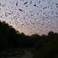 Bracken Cave: Texas' Premier Bat Sanctuary