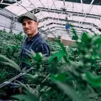 Tilray Brands: Analyzing the Future of a Volatile Cannabis Stock