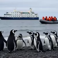 Australis Cruises: 35 Years of Antarctic Exploration