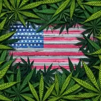 Trump's CBD Post Ignites Marijuana Legalization Hopes and Stock Surge