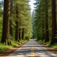 Experience California's Redwood Majesty: A Journey Along Newton B. Drury Scenic Parkway