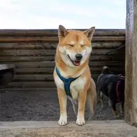 Dogecoin's Market Momentum: Whale Activity and Ecosystem Growth Drive Price Surge