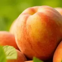 Johnston, South Carolina: The World's Peach Capital