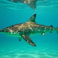 Surfer Attacked by Shark After Seal Uses Him as Shield