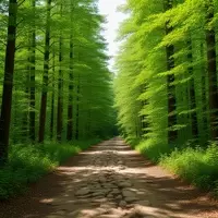 Exploring Camp Creek State Park: A West Virginia Gem for Nature Lovers