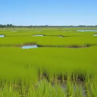 Texas Point National Wildlife Refuge: A Coastal Paradise for Birdwatchers and Hikers
