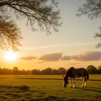 Experience the Majestic Clydesdales at Covell Ranch in Cambria, California