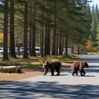 California's Sierra Madre: A Battle for Survival Between Humans and Bears