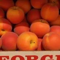 Discovering Georgia's Enduring Farmlands Scenic Byway