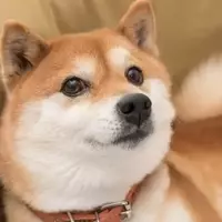 Dogecoin's Millionaire-Making Journey: Past Triumphs and Future Prospects